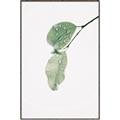 Picture of Dewey leaves _GroupedProduct_Rectangle_Portrait_Photography _GroupedProduct_Rectangle_Portrait_Canvas_Framed_