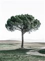 Picture of The Only Tree _GroupedProduct_Rectangle_Portrait_Photography _GroupedProduct_Rectangle_Portrait_Unframed_Print_Only_