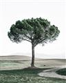 Picture of The Only Tree _GroupedProduct_Rectangle_Portrait_Photography _GroupedProduct_Rectangle_Portrait_Unframed_Print_Only_