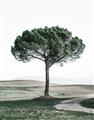 Picture of The Only Tree _GroupedProduct_Rectangle_Portrait_Photography _GroupedProduct_Rectangle_Portrait_Unframed_Print_Only_