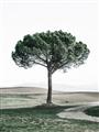 Picture of The Only Tree _GroupedProduct_Rectangle_Portrait_Photography _GroupedProduct_Rectangle_Portrait_Unframed_Print_Only_