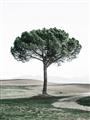 Picture of The Only Tree _GroupedProduct_Rectangle_Portrait_Photography _GroupedProduct_Rectangle_Portrait_Unframed_Print_Only_