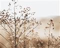 Picture of Neutral Grasses _GroupedProduct_Rectangle_Landscape_Photography _GroupedProduct_Rectangle_Landscape_Unframed_Print_Only_