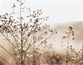 Picture of Neutral Grasses _GroupedProduct_Rectangle_Landscape_Photography _GroupedProduct_Rectangle_Landscape_Unframed_Print_Only_