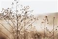 Picture of Neutral Grasses _GroupedProduct_Rectangle_Landscape_Photography _GroupedProduct_Rectangle_Landscape_Unframed_Print_Only_