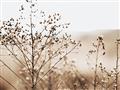 Picture of Neutral Grasses _GroupedProduct_Rectangle_Landscape_Photography _GroupedProduct_Rectangle_Landscape_Unframed_Print_Only_