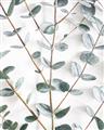 Picture of Eucalyptus Vine _GroupedProduct_Rectangle_Portrait_Photography _GroupedProduct_Rectangle_Portrait_Unframed_Print_Only_