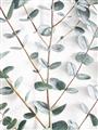 Picture of Eucalyptus Vine _GroupedProduct_Rectangle_Portrait_Photography _GroupedProduct_Rectangle_Portrait_Unframed_Print_Only_