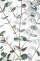 Picture of Eucalyptus Vine _GroupedProduct_Rectangle_Portrait_Photography _GroupedProduct_Rectangle_Portrait_Unframed_Print_Only_