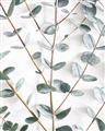 Picture of Eucalyptus Vine _GroupedProduct_Rectangle_Portrait_Photography _GroupedProduct_Rectangle_Portrait_Unframed_Print_Only_