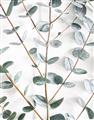 Picture of Eucalyptus Vine _GroupedProduct_Rectangle_Portrait_Photography _GroupedProduct_Rectangle_Portrait_Unframed_Print_Only_