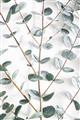 Picture of Eucalyptus Vine _GroupedProduct_Rectangle_Portrait_Photography _GroupedProduct_Rectangle_Portrait_Unframed_Print_Only_