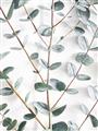 Picture of Eucalyptus Vine _GroupedProduct_Rectangle_Portrait_Photography _GroupedProduct_Rectangle_Portrait_Unframed_Print_Only_