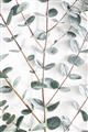 Picture of Eucalyptus Vine _GroupedProduct_Rectangle_Portrait_Photography _GroupedProduct_Rectangle_Portrait_Unframed_Print_Only_