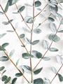 Picture of Eucalyptus Vine _GroupedProduct_Rectangle_Portrait_Photography _GroupedProduct_Rectangle_Portrait_Unframed_Print_Only_