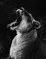Picture of Yawning lion _GroupedProduct_Rectangle_Portrait_Photography _GroupedProduct_Rectangle_Portrait_Unframed_Print_Only_
