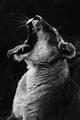 Picture of Yawning lion _GroupedProduct_Rectangle_Portrait_Photography _GroupedProduct_Rectangle_Portrait_Unframed_Print_Only_