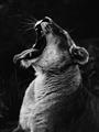 Picture of Yawning lion _GroupedProduct_Rectangle_Portrait_Photography _GroupedProduct_Rectangle_Portrait_Unframed_Print_Only_