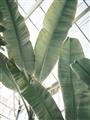 Picture of Banana Plant _GroupedProduct_Rectangle_Portrait_Photography _GroupedProduct_Rectangle_Portrait_Unframed_Print_Only_