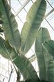 Picture of Banana Plant _GroupedProduct_Rectangle_Portrait_Photography _GroupedProduct_Rectangle_Portrait_Unframed_Print_Only_