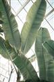 Picture of Banana Plant _GroupedProduct_Rectangle_Portrait_Photography _GroupedProduct_Rectangle_Portrait_Unframed_Print_Only_