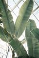 Picture of Banana Plant _GroupedProduct_Rectangle_Portrait_Photography _GroupedProduct_Rectangle_Portrait_Unframed_Print_Only_