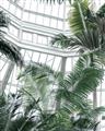 Picture of Tropical Greenhouse ll _GroupedProduct_Rectangle_Portrait_Photography _GroupedProduct_Rectangle_Portrait_Unframed_Print_Only_