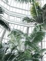 Picture of Tropical Greenhouse ll _GroupedProduct_Rectangle_Portrait_Photography _GroupedProduct_Rectangle_Portrait_Unframed_Print_Only_