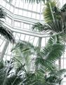 Picture of Tropical Greenhouse ll _GroupedProduct_Rectangle_Portrait_Photography _GroupedProduct_Rectangle_Portrait_Unframed_Print_Only_