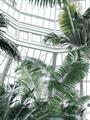 Picture of Tropical Greenhouse ll _GroupedProduct_Rectangle_Portrait_Photography _GroupedProduct_Rectangle_Portrait_Unframed_Print_Only_