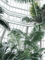 Picture of Tropical Greenhouse ll _GroupedProduct_Rectangle_Portrait_Photography _GroupedProduct_Rectangle_Portrait_Unframed_Print_Only_