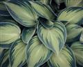 Picture of Chinese Evergreen  _GroupedProduct_Rectangle_Landscape_Photography _GroupedProduct_Rectangle_Landscape_Unframed_Print_Only_