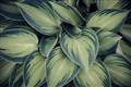 Picture of Chinese Evergreen  _GroupedProduct_Rectangle_Landscape_Photography _GroupedProduct_Rectangle_Landscape_Unframed_Print_Only_