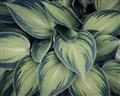 Picture of Chinese Evergreen  _GroupedProduct_Rectangle_Landscape_Photography _GroupedProduct_Rectangle_Landscape_Unframed_Print_Only_