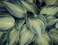 Picture of Chinese Evergreen  _GroupedProduct_Rectangle_Landscape_Photography _GroupedProduct_Rectangle_Landscape_Unframed_Print_Only_