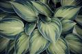 Picture of Chinese Evergreen  _GroupedProduct_Rectangle_Landscape_Photography _GroupedProduct_Rectangle_Landscape_Unframed_Print_Only_