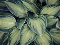 Picture of Chinese Evergreen  _GroupedProduct_Rectangle_Landscape_Photography _GroupedProduct_Rectangle_Landscape_Unframed_Print_Only_