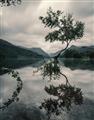 Picture of Tree Reflection _GroupedProduct_Rectangle_Portrait_Photography _GroupedProduct_Rectangle_Portrait_Unframed_Print_Only_