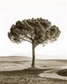 Picture of The Only Tree _GroupedProduct_Rectangle_Portrait_Photography _GroupedProduct_Rectangle_Portrait_Unframed_Print_Only_