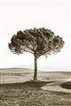 Picture of The Only Tree _GroupedProduct_Rectangle_Portrait_Photography _GroupedProduct_Rectangle_Portrait_Unframed_Print_Only_