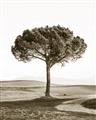 Picture of The Only Tree _GroupedProduct_Rectangle_Portrait_Photography _GroupedProduct_Rectangle_Portrait_Unframed_Print_Only_