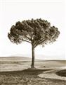 Picture of The Only Tree _GroupedProduct_Rectangle_Portrait_Photography _GroupedProduct_Rectangle_Portrait_Unframed_Print_Only_