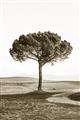 Picture of The Only Tree _GroupedProduct_Rectangle_Portrait_Photography _GroupedProduct_Rectangle_Portrait_Unframed_Print_Only_