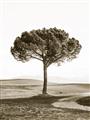 Picture of The Only Tree _GroupedProduct_Rectangle_Portrait_Photography _GroupedProduct_Rectangle_Portrait_Unframed_Print_Only_