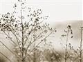 Picture of Neutral Grasses _GroupedProduct_Rectangle_Landscape_Photography _GroupedProduct_Rectangle_Landscape_Unframed_Print_Only_
