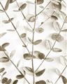 Picture of Eucalyptus Vine _GroupedProduct_Rectangle_Portrait_Photography _GroupedProduct_Rectangle_Portrait_Unframed_Print_Only_