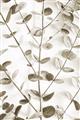 Picture of Eucalyptus Vine _GroupedProduct_Rectangle_Portrait_Photography _GroupedProduct_Rectangle_Portrait_Unframed_Print_Only_