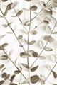 Picture of Eucalyptus Vine _GroupedProduct_Rectangle_Portrait_Photography _GroupedProduct_Rectangle_Portrait_Unframed_Print_Only_