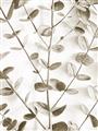Picture of Eucalyptus Vine _GroupedProduct_Rectangle_Portrait_Photography _GroupedProduct_Rectangle_Portrait_Unframed_Print_Only_