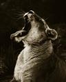Picture of Yawning lion _GroupedProduct_Rectangle_Portrait_Photography _GroupedProduct_Rectangle_Portrait_Unframed_Print_Only_